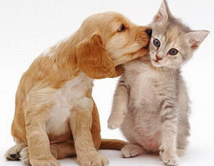 PET THERAPY insieme a loro per imparare a Comunicare PET THERAPY insieme a loro per imparare a Comunicare
