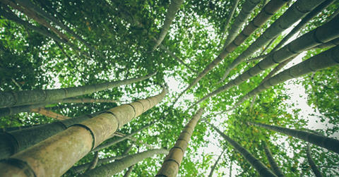 Plastic Free e la Filosofia Green